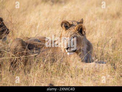 Lion (Panthera leo), two cubs lying in dry grass, African savannah, Khwai, Okavango Delta, Moremi Game Reserve, Botswana Stock Photo