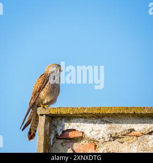 Falcon sitting on a wall Stock Photo