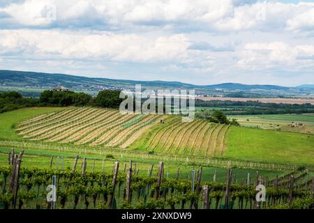 Vineyards on the hills above Neusiedlersee in Burgenland Stock Photo