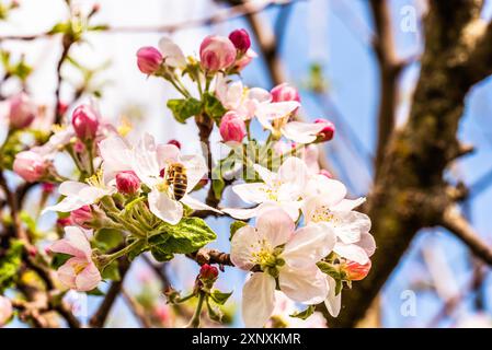 Honey Bee collecting pollen from flowers of apple tree in spring. Important for environment ecology sustainability. Copy space Stock Photo