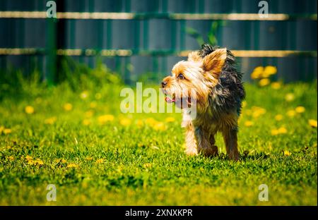 Cute Yorkshire Terrier dog running in the grass full of dandelions in backyard Stock Photo