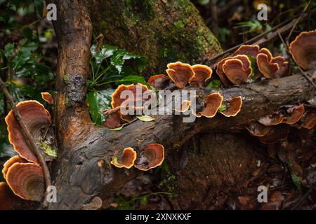 Reishi mushroom Ganoderma lucidum 14166 Stock Photo