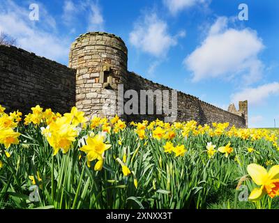 Daffodils by the wall of St. Andrews Cathedral, Fife, Scotland, United Kingdom, Europe Copyright: MarkxSunderland 845-1167 Stock Photo