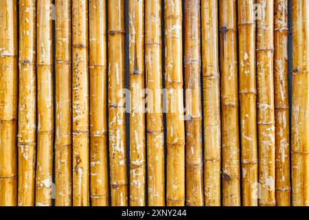 bamboo wall, uniform background Stock Photo