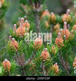 Mountain pine with cones in an early spring Stock Photo