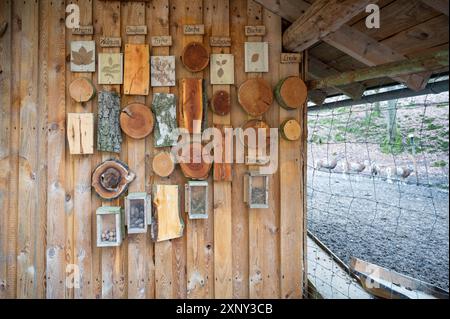 Cut tree trunks of different German forest tree varieties hang on a wooden wall as a decoration for children to learn from Stock Photo