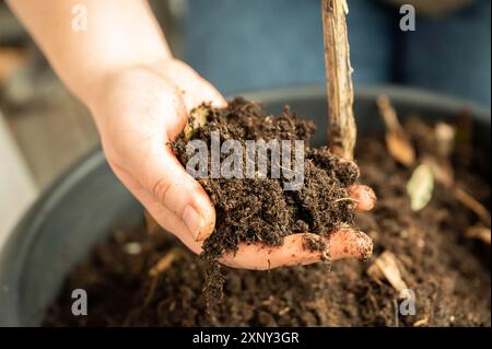 Close-up woman holding plant soil in her hand, view from high angle, soil from a pot on the balcony Stock Photo