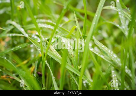Fresh green meadow grass with waterdrops on it background Stock Photo