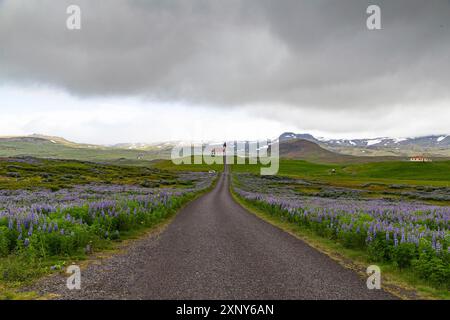 Church at the end of a street and lupine fields in Iceland Stock Photo