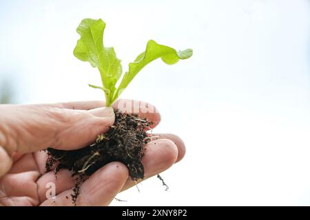 Hand holding a small seedling of lettuce with roots and soil for planting in the vegetable garden, where it can grow up big and strong, green Stock Photo