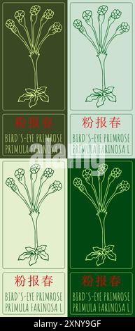 Set of vector drawing BIRD'S-EYE PRIMROSE in Chinese in various colors. Hand drawn illustration. Latin name is PRIMULA FARINOSA L. Stock Vector