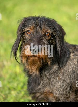 Rough-haired dachshund (Canis lupus familiaris) puppy, male, 3 years, animal portrait, meadow, Stuttgart, Baden-Wuerttemberg, Germany Stock Photo