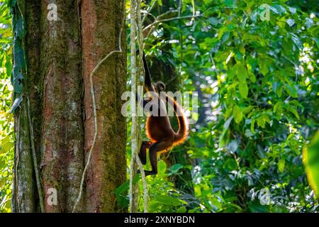 Geoffroy's spider monkey (Ateles geoffroyi) climbing a tree in the jungle, Tortuguero National Park, Costa Rica Stock Photo