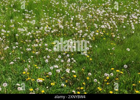 Green grass lawn overgrown with Taraxacum officinale, Dandelion flowers ready to release seeds in spring, Quebec, Canada Stock Photo