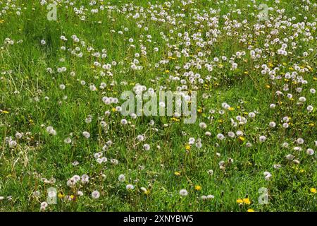 Green grass lawn overgrown with Taraxacum officinale, Dandelion flowers ready to release seeds in spring, Quebec, Canada Stock Photo
