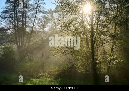 Sunbeams breaking through the trees of a forest in the morning, with fog and green grass, Grossheubach, Miltenberg, Spessart, Germany Stock Photo