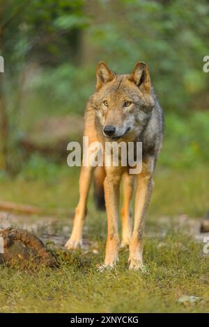 European Wolf - Standing On Meadow   Canis Lupus Stock Photo - Alamy