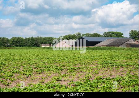 Agriculture fields with green beet plantations at the Dutch countryside around Venhorst, North Brabant, The Netherlands Stock Photo