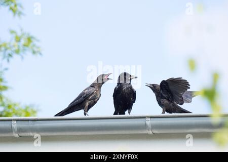 Two juvenile crows (Corvus corone) beg the adult bird for food on a roof, Hesse, Germany Stock Photo