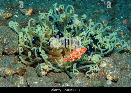Green corkscrew tentacle sea anemone (Macrodactyla doreensis) Corkscrew anemone containing several specimens juvenile form of threespot dascyllus Stock Photo