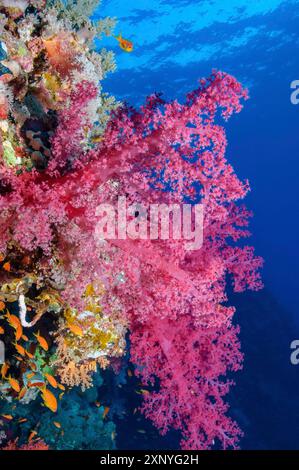 A colorful coral reef grows in shallow water in the Solomon Islands ...
