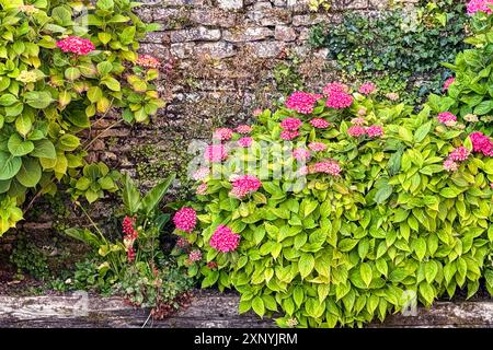 Still life shows red flowers, ivy and shrubs growing against an ancient stone wall in France. Stock Photo