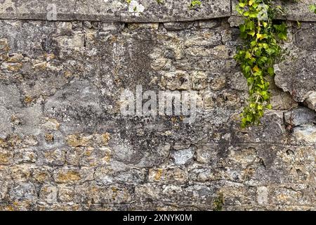 Still life shows an ancient, French medieval stone wall with a strand of green ivy. Stock Photo