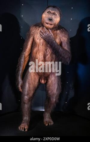 Paranthropus boisei, Museo de la evolucion humana, MEH, Burgos, Spain Stock Photo