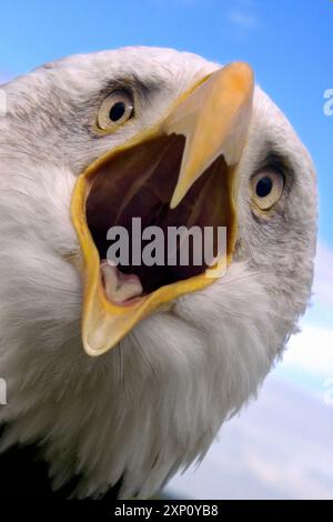 Bald eagle (Haliaeetus leucocephalus) calling. They are found in North America near large bodies of water where they swoop down and snatch fish from the water with their talons. They aren't bald, but their white-feathered heads stand out in contrast to their chocolate-brown body and wings. Stock Photo
