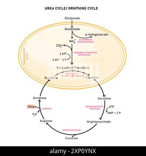 Urea cycle , illustration. The urea cycle, also known as the ornithine cycle, is a metabolic pathway that converts toxic ammonia, which is produced during the breakdown of proteins, into urea. Stock Photo