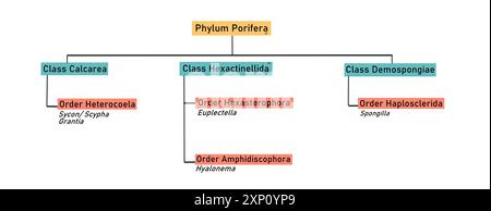 Phylum Chordata classification, illustration Stock Photo - Alamy