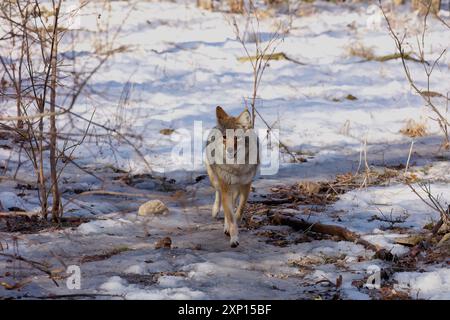 The coyote (Canis latrans) in winter. He is known as the American jackal, prairie wolf, or brush wolf is a species of canine native to North America. Stock Photo