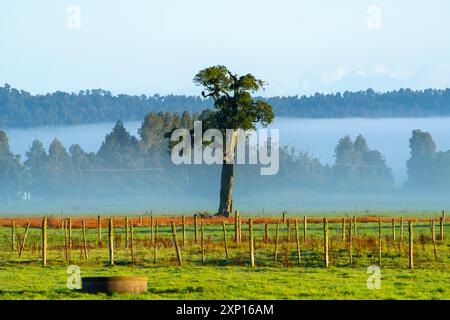 Cattle Pasture in West Coast Region - New Zealand Stock Photo