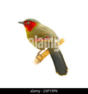 Scarlet-faced Liocichla perching on a perch looking into a distance isolated on white background Stock Photo