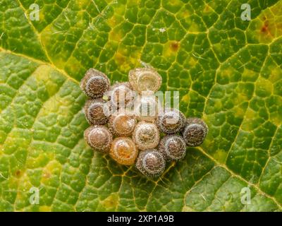 Closeup shot of cluster of insect eggs laid on garden plant leaves Stock Photo