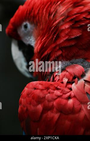 Scarlet Macaw Portrait Stock Photo