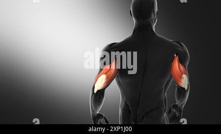 Anatomy of the Triceps Muscles Stock Photo