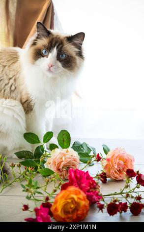 portrait of a beautiful young healthy Ragdoll cat sitting by the window . Stock Photo