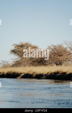 A vertical shot of a river with dry grass and trees under a clear blue sky on a sunny day Stock Photo