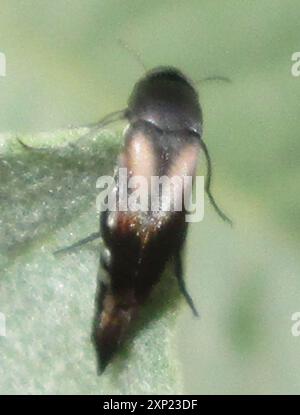Rhodos Insect (Pselaphostena rhodesiensis) Insecta Stock Photo - Alamy