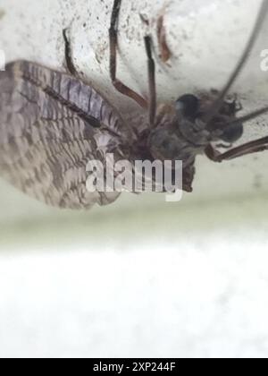 New Zealand dobsonfly (Archichauliodes diversus) Insecta Stock Photo