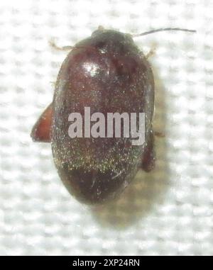 Marsh Beetles (Scirtidae) Insecta Stock Photo - Alamy