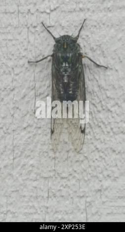 Chorus Cicada (Amphipsalta zelandica) Insecta Stock Photo