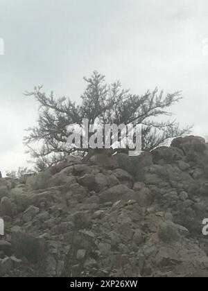 elephant tree (Bursera microphylla) Plantae Stock Photo - Alamy