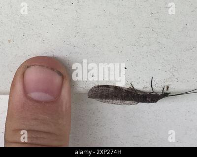 New Zealand dobsonfly (Archichauliodes diversus) Insecta Stock Photo