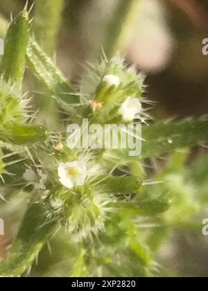 Guadalupe cryptantha (Cryptantha maritima) Plantae Stock Photo - Alamy
