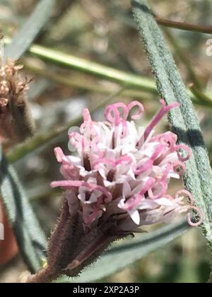 Spanish needle (Palafoxia arida) Plantae Stock Photo