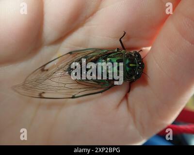 Chorus Cicada (Amphipsalta zelandica) Insecta Stock Photo