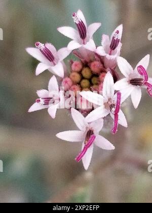 Spanish needle (Palafoxia arida) Plantae Stock Photo