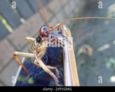 Wellington Tree Wētā (Hemideina crassidens) Insecta Stock Photo